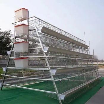 Chicken Cages Poultry Cage Egg Laying Hen Cages - Hebei Ailun Metal Products Co., Ltd. - China