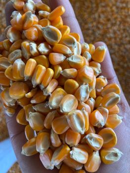 Maize – product photo, Maize products found from trusted suppliers, wholesalers, manufacturers & exporters Listing