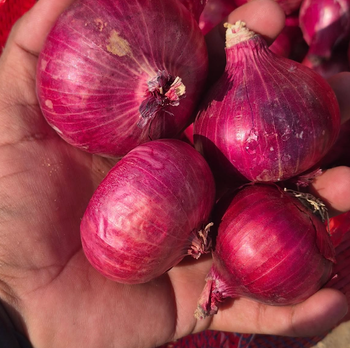 Long Shelf Life And Excellent Storage Characteristics Fresh Red Onions 10kg Export Bags On Sale - Sosa Merchant Solutions - Austria