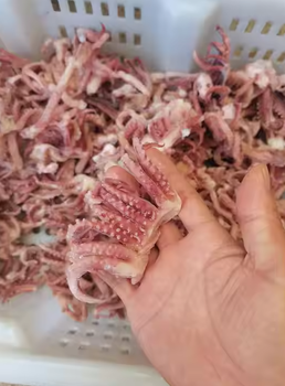 Best Quality Frozen Squid Weight (kg) - PT HOKI FOREVER INDONESIA - Indonesia