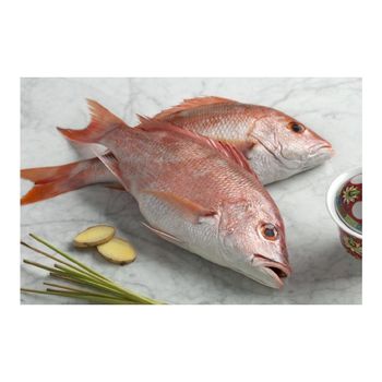 fresh seafood wholesale good quality Frozen Red snapper fish Cut Breast Freshness Level Frozen Features No Preservatives - BMU TRADING GMBH - Germany