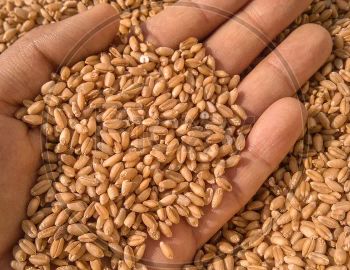 Premium Durum Wheat Grade A Purity High Quality Dried hard Wheat Grain - Smart Agri GmbH - Germany