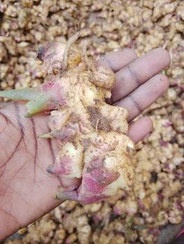 Vegetables - Hassan Agro supply company - Nigeria