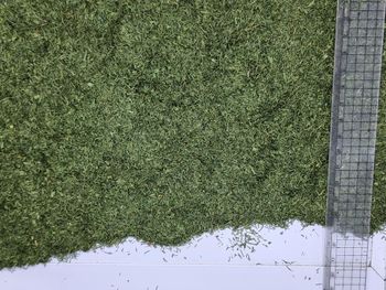 DillWeed Type Dried Shelf Life Long Color Bright Green Place of Origin Egypt Aroma Intensity Intense Quality Stability Stable - AROMATIC Herbs and Spices - Egypt