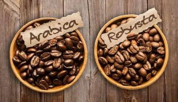 ARABICA COFFEE BEANS from DAEWKAEW PANTAMANG Co., Ltd ARABICA COFFEE BEANS - DAEWKAEW PANTAMANG Co., Ltd - Thailand