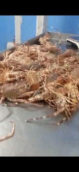 Pink Lobster - Raju & Richi Farms - India