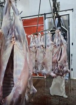 Lamb and beef from Kenya - MHS Group - Egypt