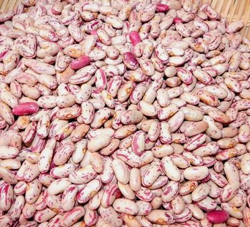 light speckled kidney beans - Balingi Trading Company (PTY) Ltd - South Africa