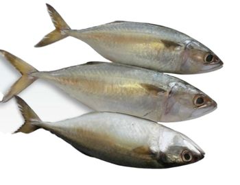 BULK FROZEN INDIAN MACKEREL: TOP-QUALITY SEAFOOD FROM VIETNAM - TANIS IMPORT & EXPORT COMPANY LIMITED - Vietnam