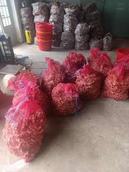 Quotation of Fresh Ginger from Vietnam origin