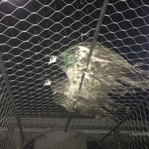 Eagle Stainless Steel Garden Balcony Railing Stair Flexible Safety Woven Fence Barrier Raptor Aviary Zoo Cages Protection Enclosure Wire Rope Cable Netting Mesh - Anping County Shanwei Metal Products Co., Ltd - China