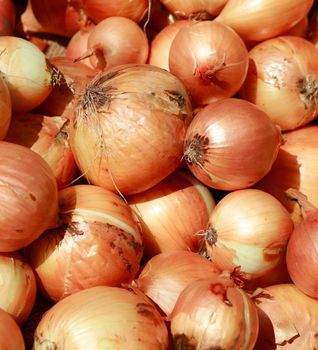 Onion