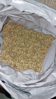 Lentil - International Private Farming Enterprise "Sergey Anatolievich Dolgov" - Russian Federation