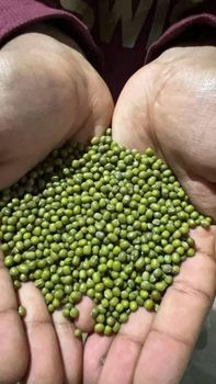 Mung bean Size Range - Saro trading PLC  - Ethiopia