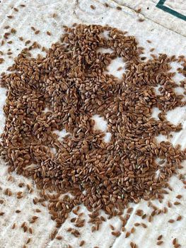 Flaxseed (linseed) Type Seeds Purity 97–98% Oil Content 40% Moisture Content 6.4% Packaging Type Big Bag Packaging Capacity 1 Ton - ZEFIRTRADE SP. Z.O.O - Belarus