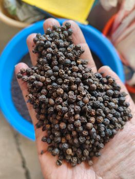 India Black Pepper from MOGSHA GLOBAL PRIVATE LIMITED India Black Pepper – product photo, Dehydrated Black Pepper products found from trusted suppliers, wholesalers, manufacturers & exporters Listing