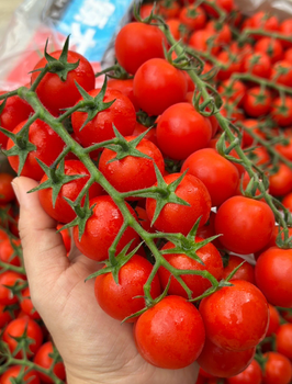 Uniform Size,Rich flavor, and Extended Freshness Cherry Tomatoes 250g,15kg Premium Fresh Edible Cherry Tomatoes - Sosa Merchant Solutions - Austria