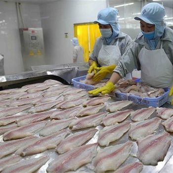 VIETNAM High Quality Frozen BASA fish (PANGASIUS) Frozen Pangasius Fillet/Pangasius fish - TANIS IMPORT & EXPORT COMPANY LIMITED - Vietnam