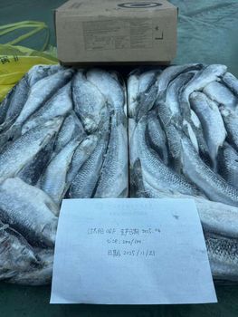 Frozen Herring Fish Export Ready Whole Seafood Selection For Retail Packaging And Bulk Market Demand Worldwide - TOSOH INTERNATIONAL - South Africa