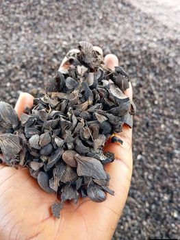 Palm Kernel Shell from PT. PUTERA NIAGA PERKASA Palm Kernel Shell – product photo, Activated Palm Kernel Shell products found from trusted suppliers, wholesalers, manufacturers & exporters Listing
