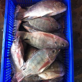 PREMIUM BLACK TILAPIA WHOLE ROUND: SATISFY GLOBAL SEAFOOD DEMAND - TANIS IMPORT & EXPORT COMPANY LIMITED - Vietnam
