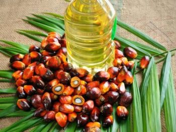 Palm Oil - GLOBAL AGRICOL LTD - Kenya
