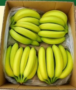 FRESH BANANA from jmb management FRESH BANANA - jmb management - Germany