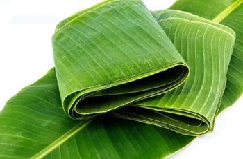 fresh banana leaves Price Range - Deri banana - Indonesia