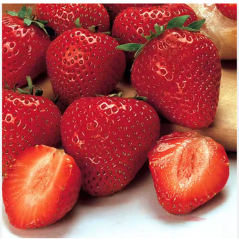 Fresh & Frozen Strawberries – Premium Grade, Sweet Juicy Berries for Wholesale Export, Supermarkets & Food Processing - TRADE NEPAL LLC - United States