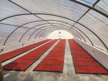 Whole Dried Red Chilli Aroma Strong Color Rich Red Pungency Consistent Features Organic, Vegan Packaging Hygienically Packed - Badin Traders - Pakistan