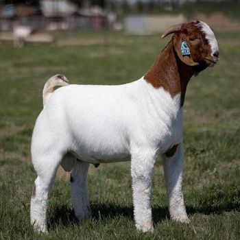 Cheap price live boer goats ready for export with fast delivery and strong genetics - Mutlu Et Mustafa - France