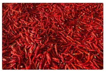 Chilli , cotton , etc ,and all agri materials - Shri Radhe Agro Exports - India