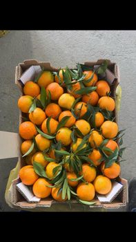 Clementines, oranges, lemons (Italy, Calabria) – product photo, Dried Fruits (Other) products found from trusted suppliers, wholesalers, manufacturers & exporters Listing
