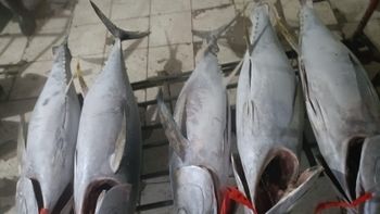 Tuna - Cv. Rizky jaya - Indonesia