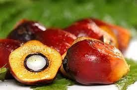 Palm Nuts Quality Palm Nuts Palm Kernel Shell Nuts at Moderate Price De Palmiste - BF GLOBAL TRADING (PTY) LTD - South Africa
