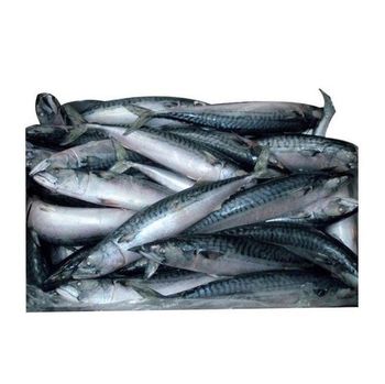 frozen whole round mackerel fish manufacturer frozen pacific mackerel for sale wholesale  -  CALIPSO POLSKA SP Z OO  - Poland