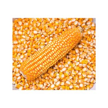 High quality yellow maize ideal for animal feed and food production - MASI TRADING GMBH - Germany