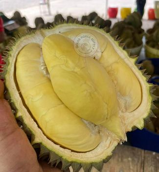 King of Fruits Premium Fresh Organic Whole Durian Mon Thong Original Taste From Thailand Rich & Creamy 3-4 PCS/BOX (Whole) from NUMBER ONE 789 CO., LTD. King of Fruits Premium Fresh Organic Whole Durian Mon Thong Original Taste From Thailand Rich & Creamy 3-4 PCS/BOX (Whole) - NUMBER ONE 789 CO., LTD. - Thailand