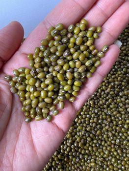 Green Gram (Moong), Mung Beans, Mongo Beans, Golden Gram, Jerusalem Pea from Asiano International Green Gram (Moong), Mung Beans, Mongo Beans, Golden Gram, Jerusalem Pea - Asiano International - India