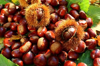 Natural Chestnuts for International Trade - Mutlu Et Mustafa - France
