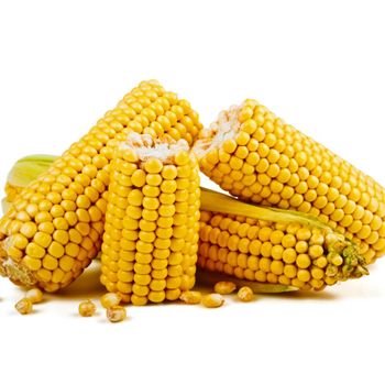 Premium Export Quality Yellow Kernel White/Yellow Maize For Global Importers With Bulk Packed Grain Supply - malter group - Tanzania