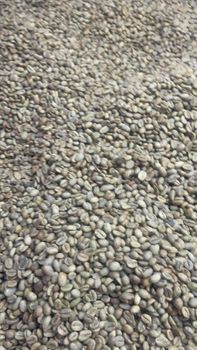 Ethiopian green coffee beans unwashed Nekemti grade 4 - Enkupanet agro trading plc - Ethiopia