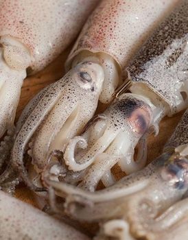 Frozen Small Squid Grade Aa Size 41/50 Moisture Content ≤ 5% Certification Haccp Certified Storage Temperature –14°c Or - BF GLOBAL TRADING (PTY) LTD - South Africa