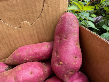 SWEET POTATO - TERRA HUB LIMITTED COMPANY - Vietnam