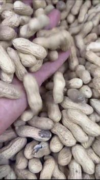 Food & Beverage - Fresh Peanuts - Power Herbs - Egypt