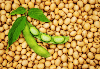Organic Soybean