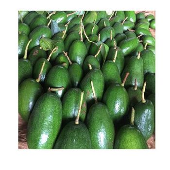 Farm Fresh Produce Fresh Avocado Clean And Sorted Fresh Avocado High Quality Supply - AGRONOVA - United States