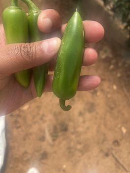 Green Bullet Chilli - ART LOG MAROC - France