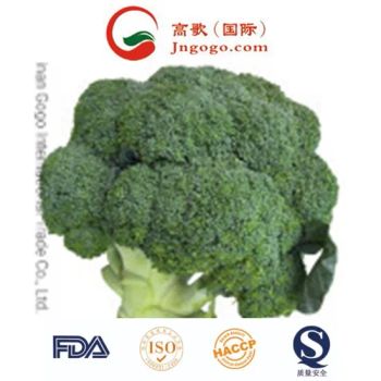 China New Crop Fresh Broccoli for Exporting Kind Fresh Color Green Trademark GOGO Size 600-1200g/PC HS Code 0704902000 Storage Method - Jinan Gogo International Trade Co., Ltd. - China