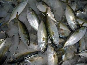 AQUASTAR MARINE EXPORTS – company logo, product detail supplier profile